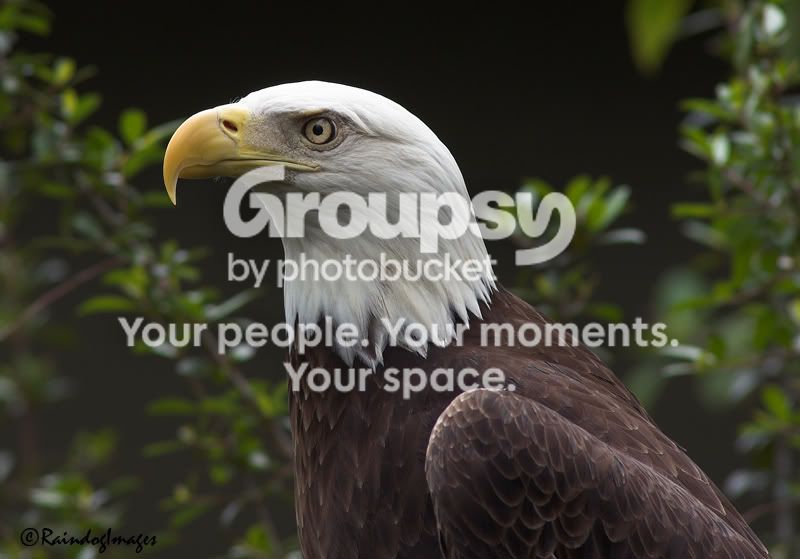 Eagle146.jpg