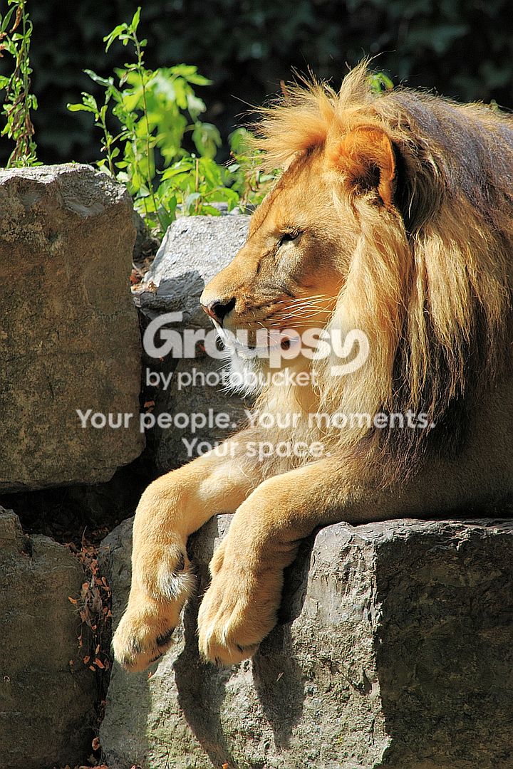 lion2rs.jpg