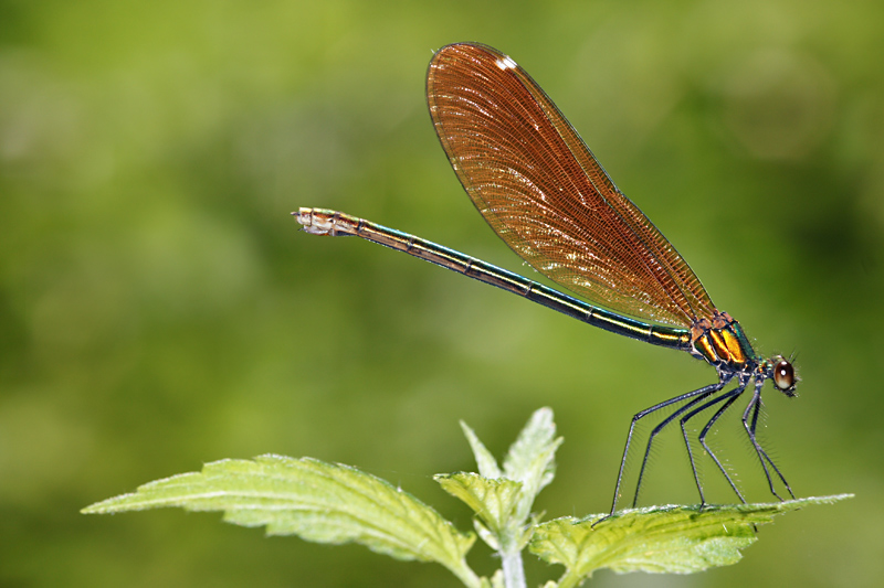 calopteryx_virgo_06.jpg
