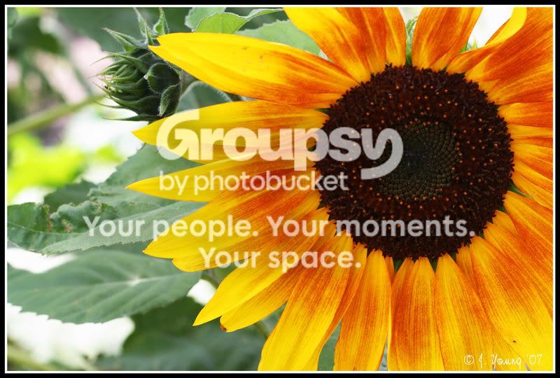 sunflower.jpg