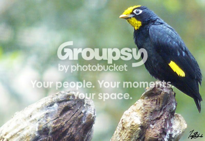 bird.jpg