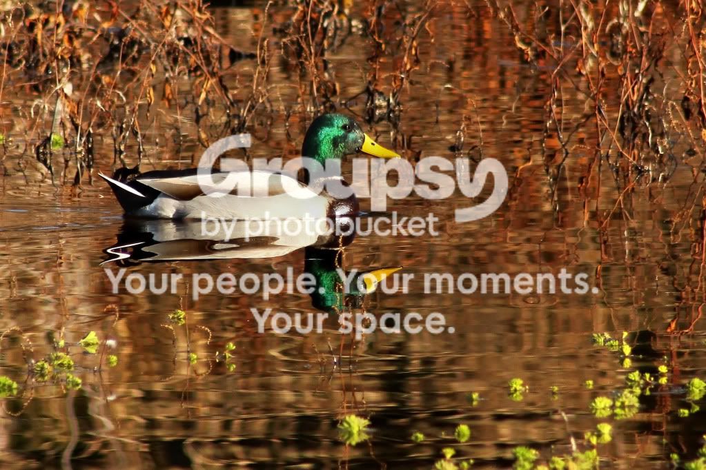 IMG_1499copy.jpg