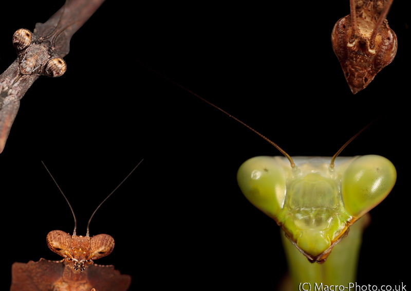 Mantis2.jpg