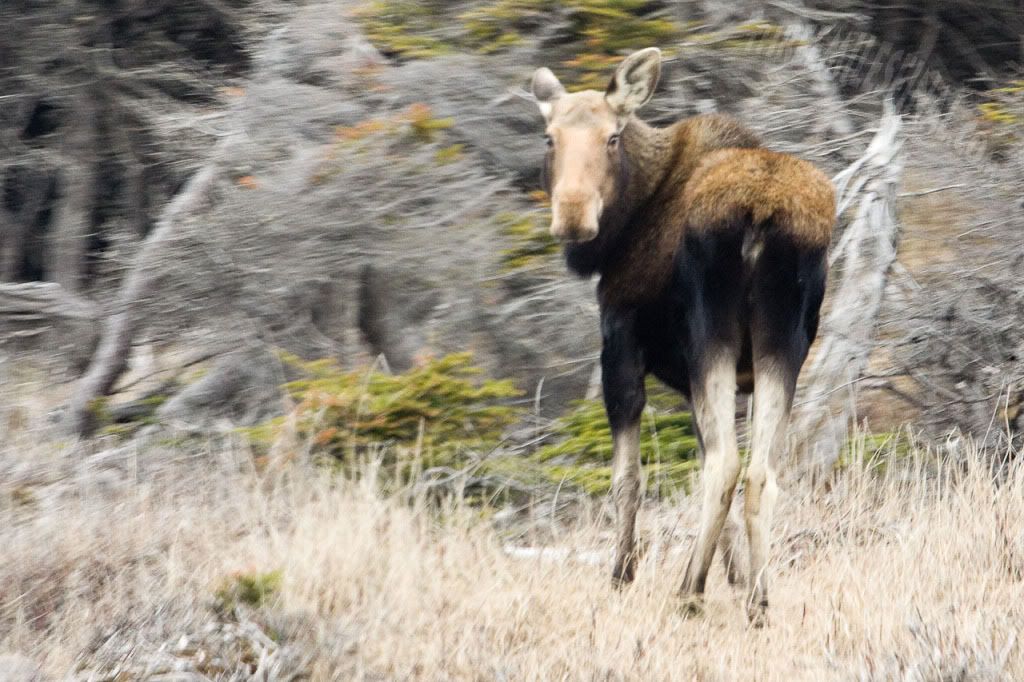 MooseinthePan.jpg
