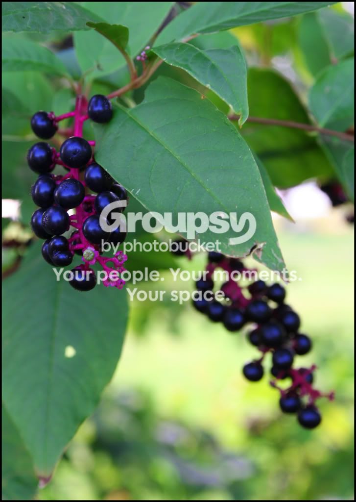 berriesonstem.jpg