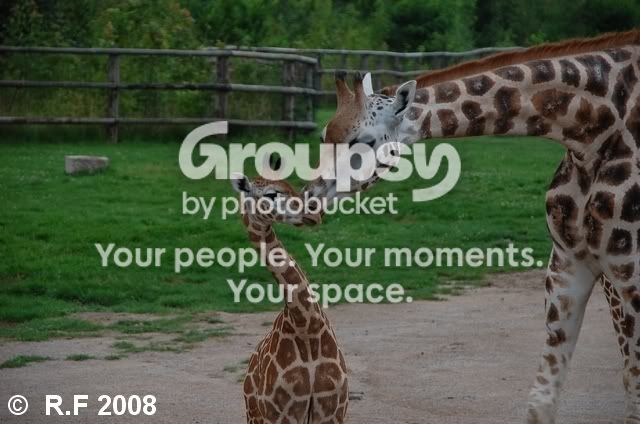 giraff.jpg