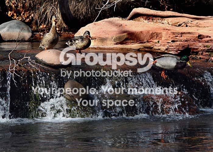 ducks_4110share.jpg