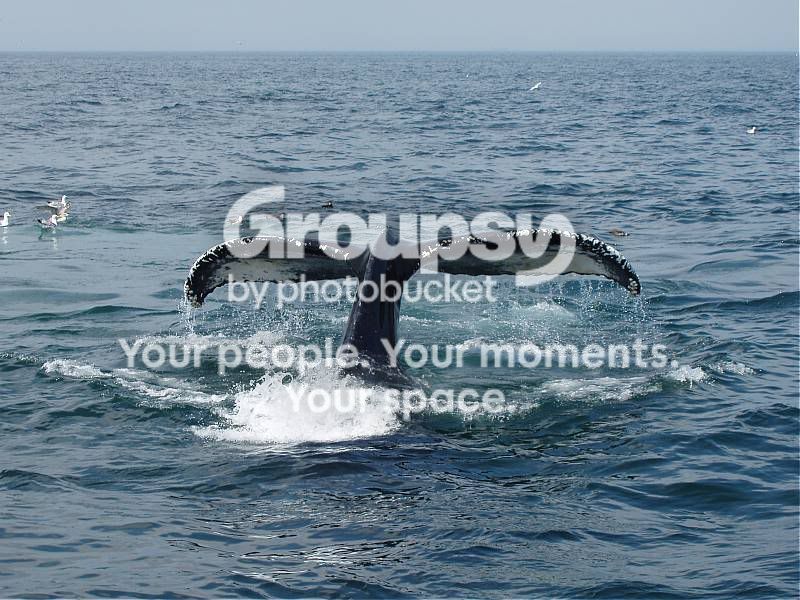 whaletail.jpg