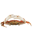 crabx54.gif