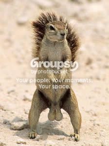 squirrel.jpg