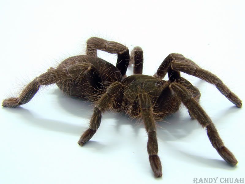 gigaswhole.jpg