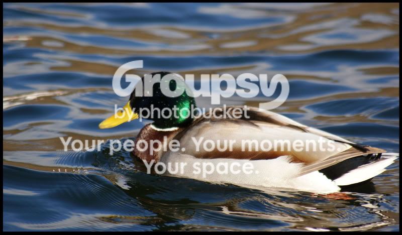 duck.jpg