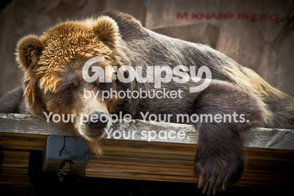 brownbear2-1.jpg