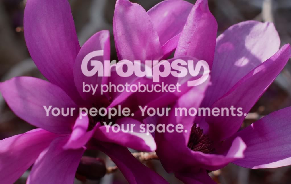 springflowers002.jpg