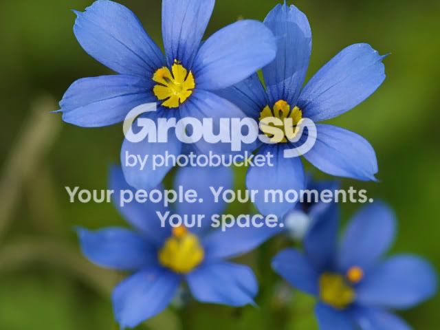 BlueYellow.jpg