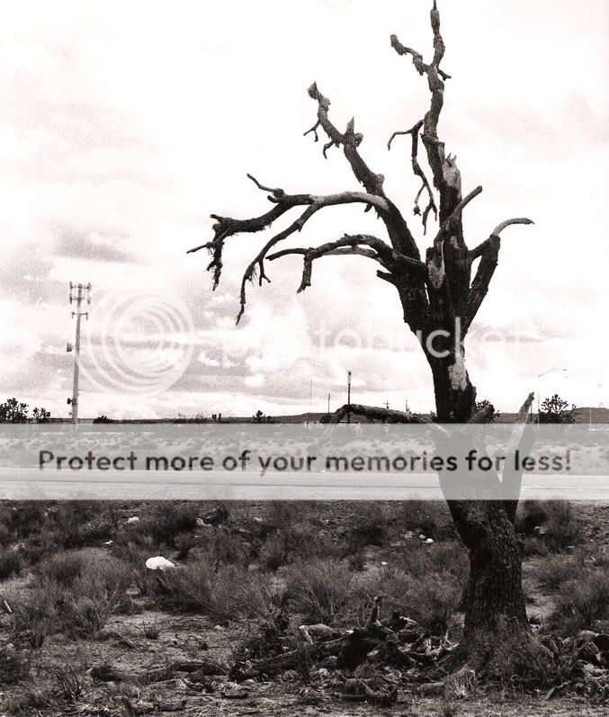 TreeFinal.jpg