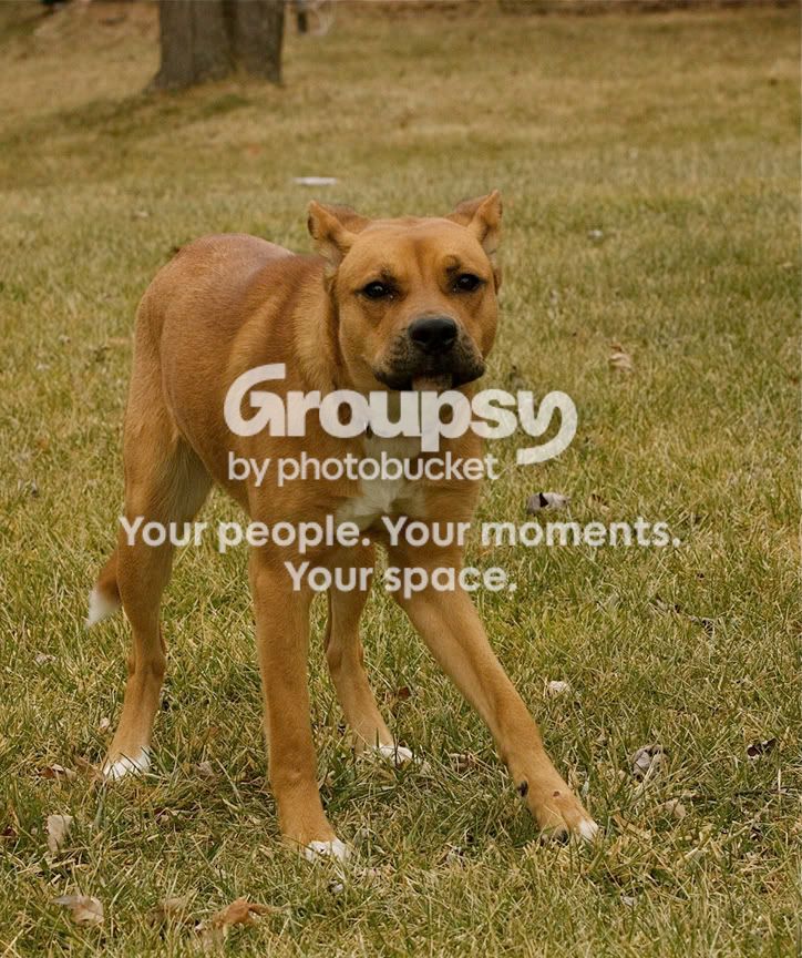 Dog3.jpg