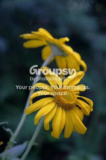 daisy3.jpg