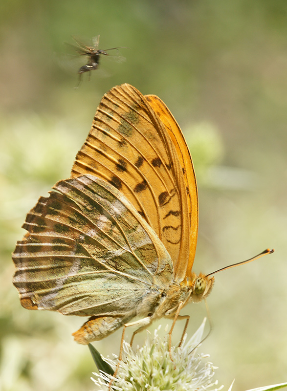 butterfly_26.jpg