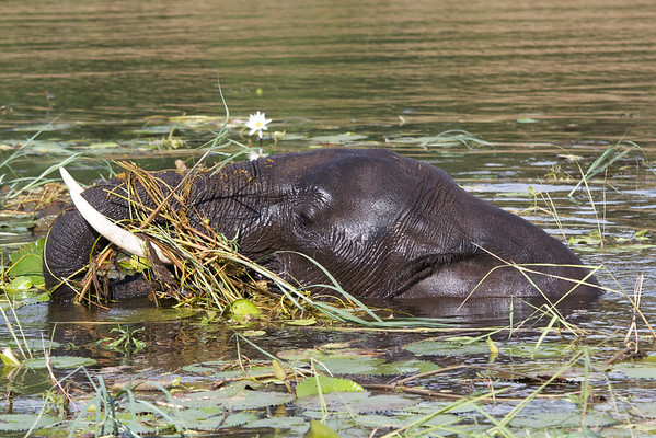Elephant%20Bathing%202-M.jpg