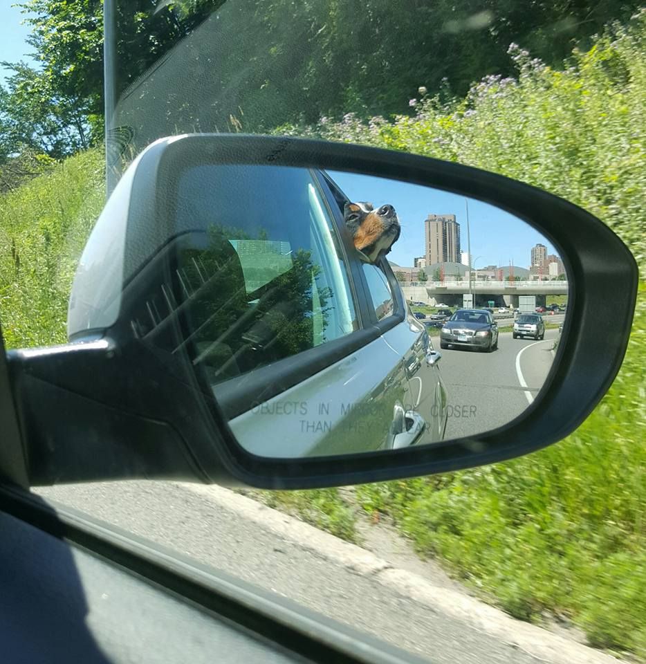 dog%20mirror_zpsgzljmsar.jpg