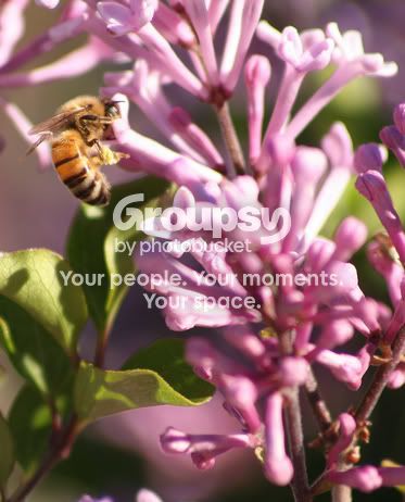 Bees028.jpg