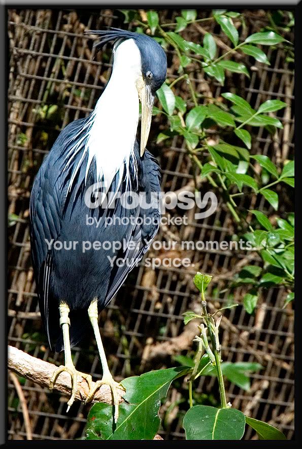 AustraliaBird3.jpg