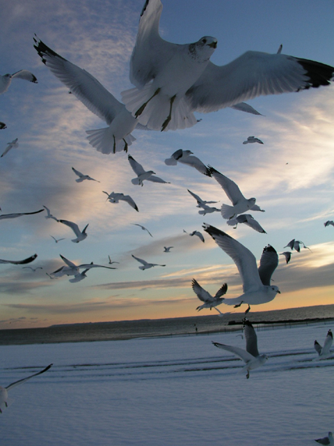 seaglasfly.jpg