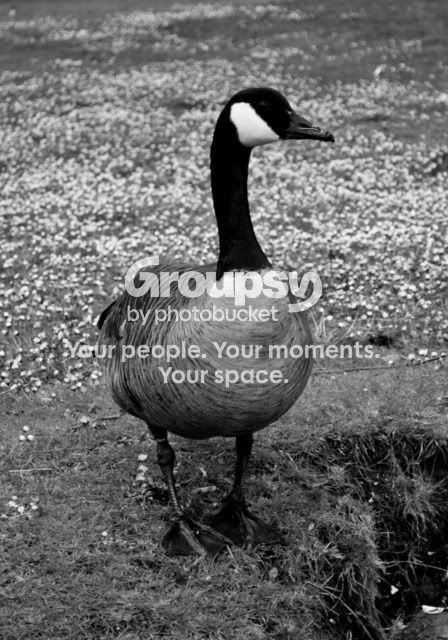 CanadianGeese360.jpg