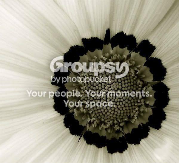 flowersunPB.jpg