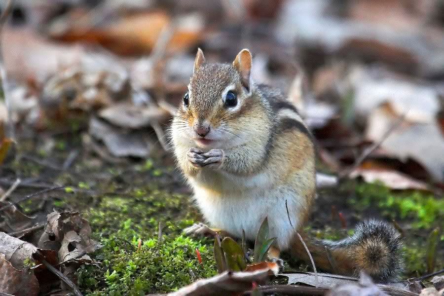 Chipmunk4.jpg