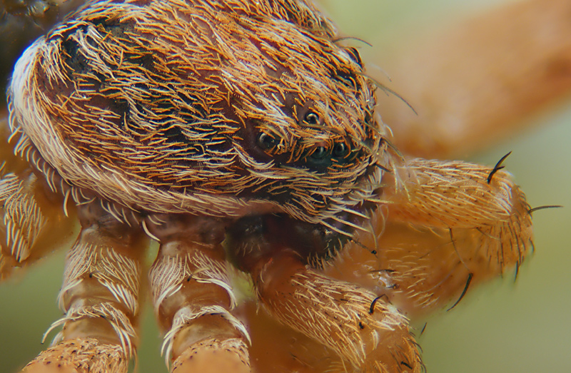 crab_spider_01.jpg