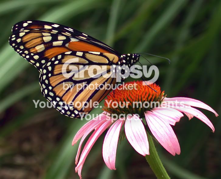Monarch-Butterfly-on-flower.jpg