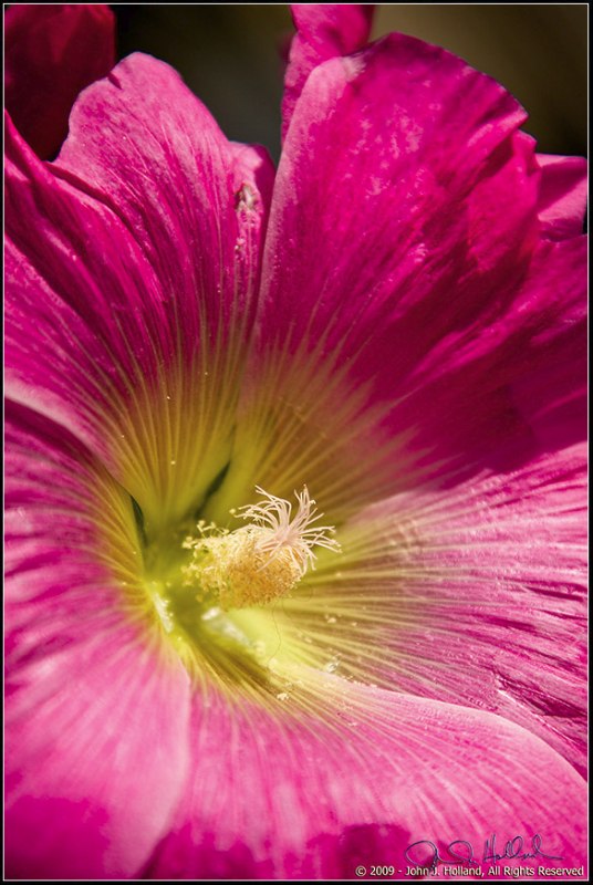 Flowers%2009Sep%2005.jpg