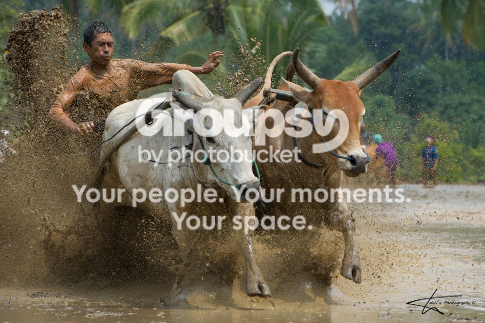 pacujawibullracing120120.jpg