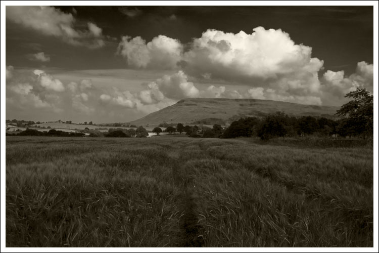 Tracks_in_Barley_by_Resin42.jpg