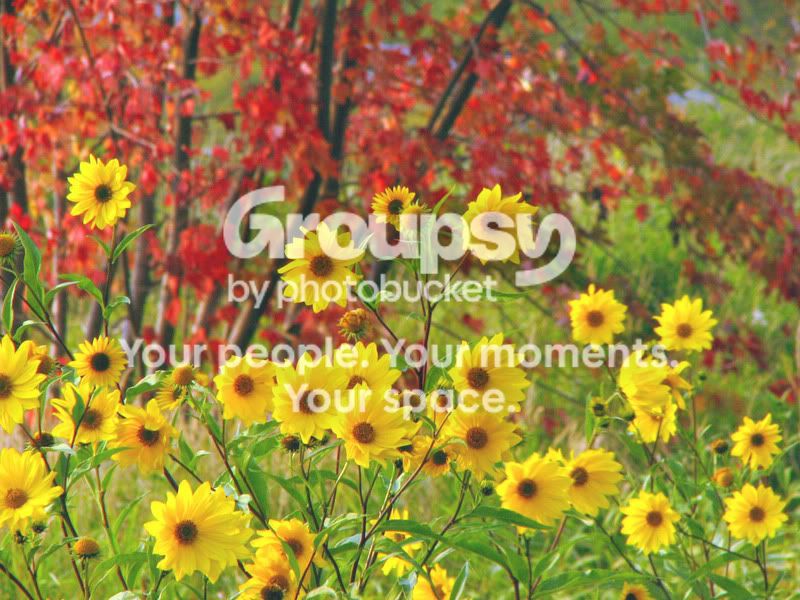yellowred.jpg