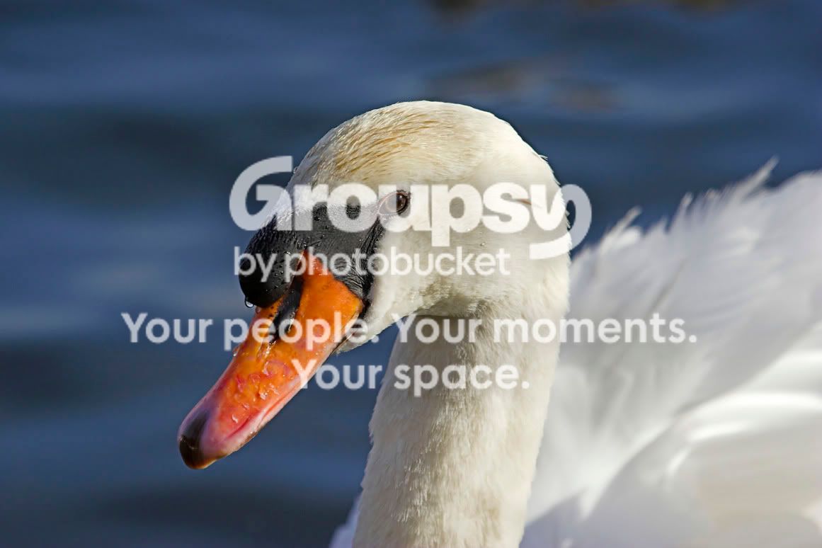 MuteSwan1a.jpg
