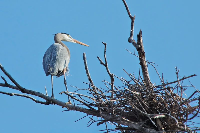 herons1.jpg