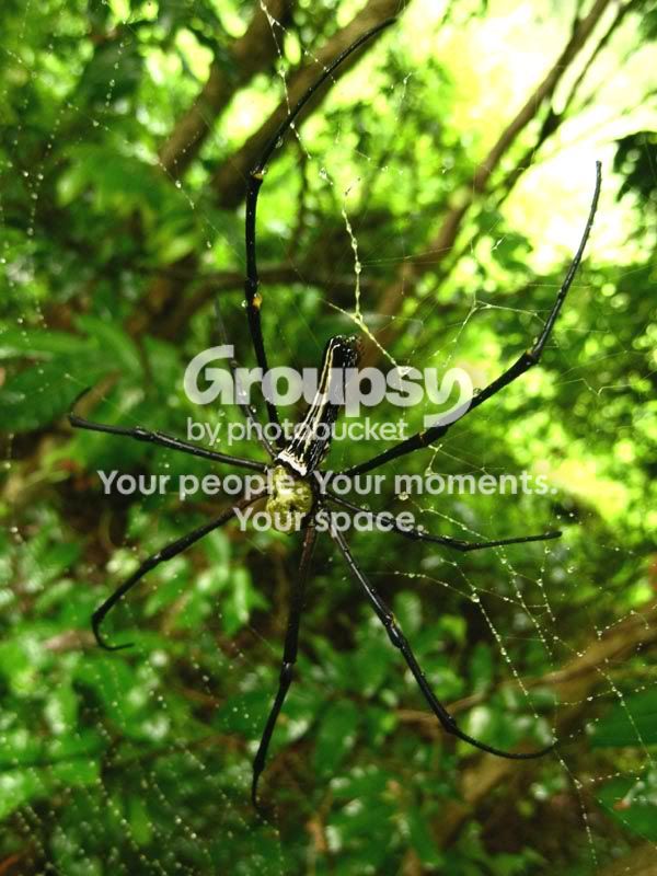 Spider2.jpg