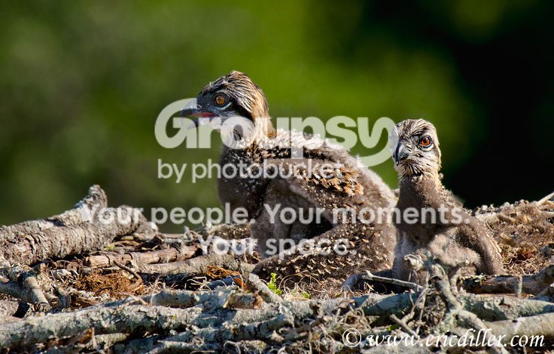 _ECD4680-copy800.jpg