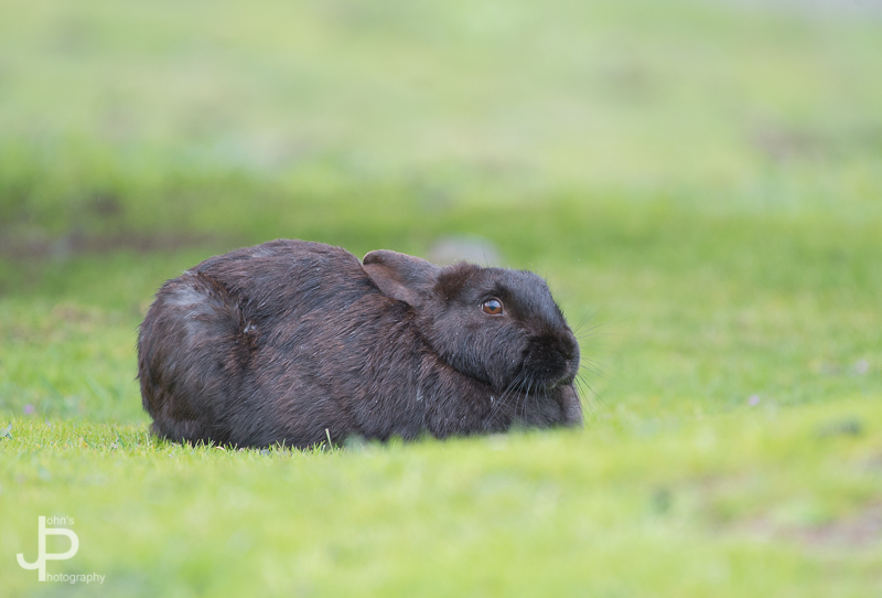 Rabbit%20%286%29.JPG