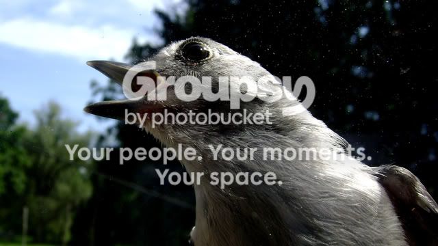 bird031.jpg