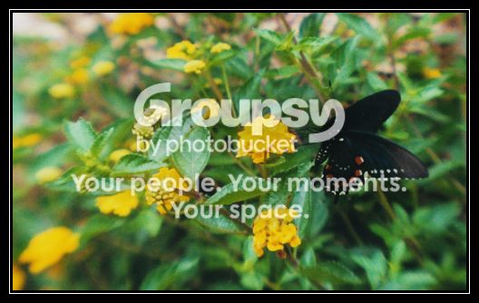 butterfly2.jpg