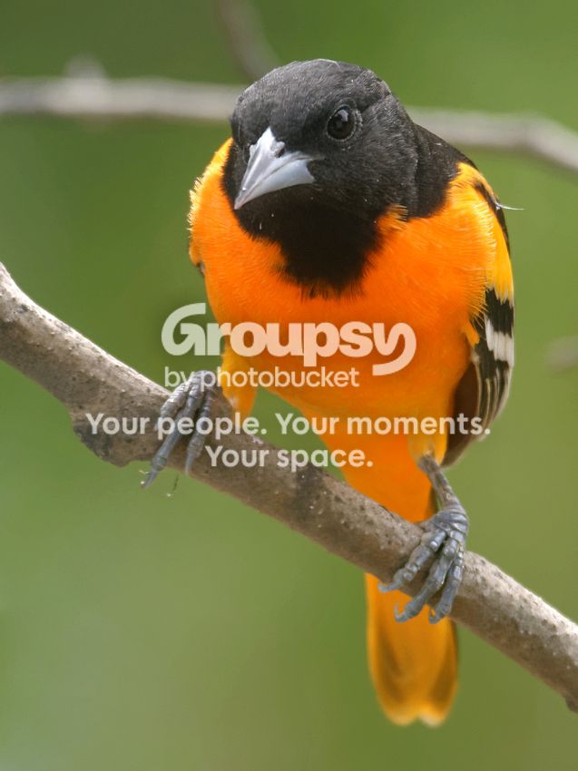 Oriole17Aug2014_zpsa9bd700b.jpg
