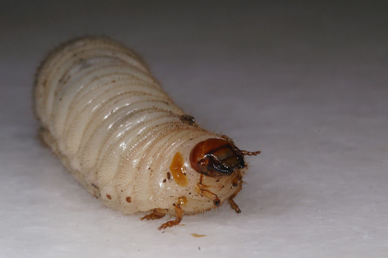 rosechaffer_03.jpg