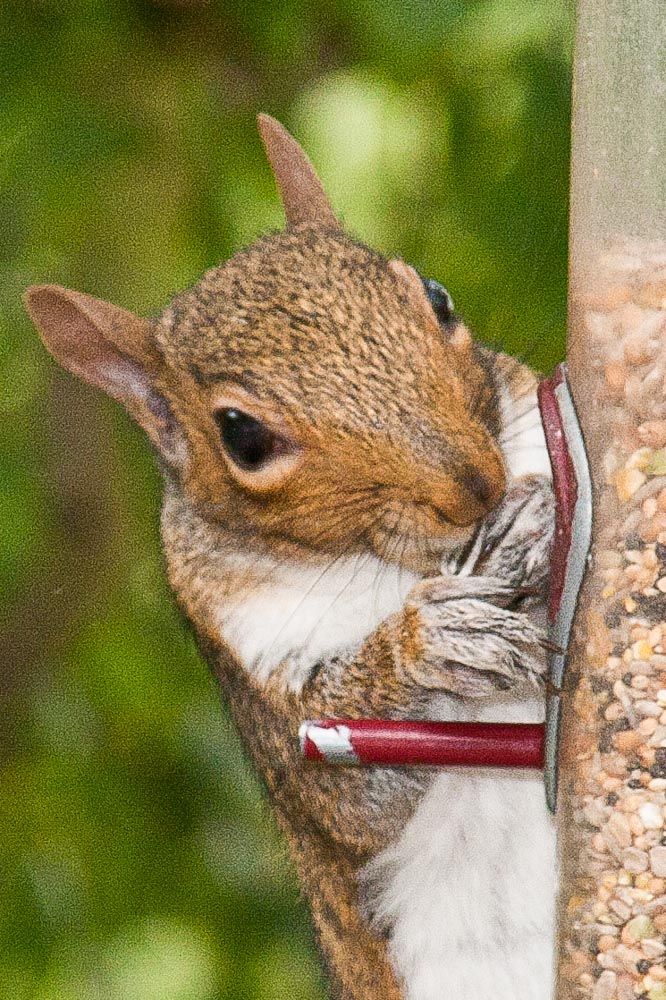 Squizzle-9.jpg