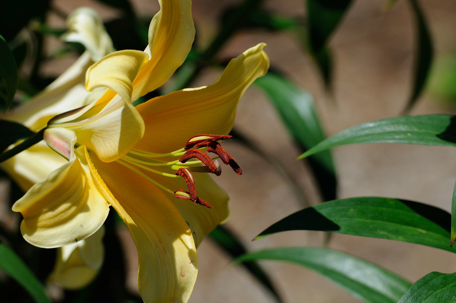 DSC_00047-X3.jpg