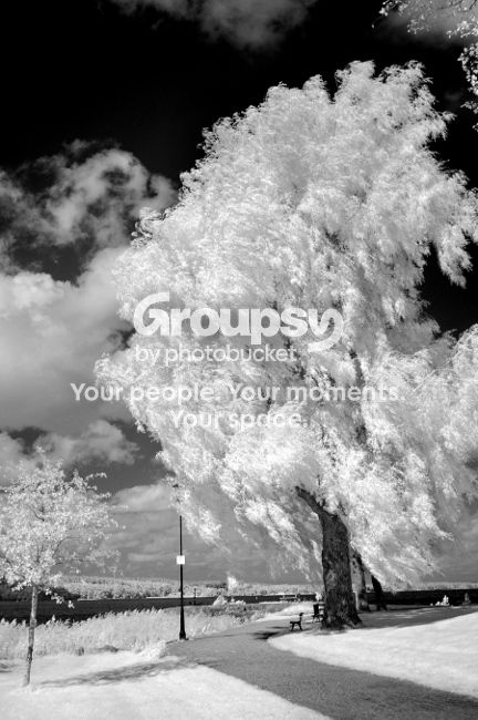 Infrared_7_zps6e35e524.jpg