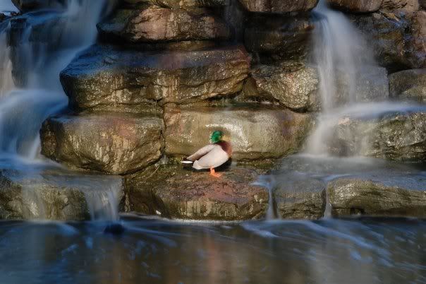 duck1.jpg